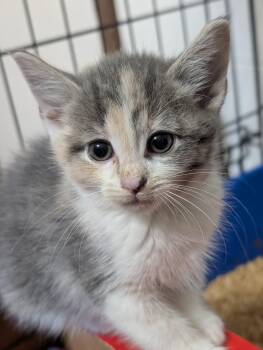 Belle -  Domestic Medium Hair Cat for Adoption in Tilton, Illinois - Belle | PetCurious