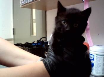 CUMULUS -  Domestic Medium Hair Cat for Adoption in Martinez, California - CUMULUS | PetCurious
