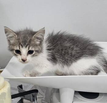 Grim -  Domestic Short Hair Cat for Adoption in Cleveland, Tennessee - Grim | PetCurious