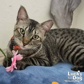 Domestic Short Hair Cats Available for Adoption in Washington, District Of Columbia - Margie | PetCurious