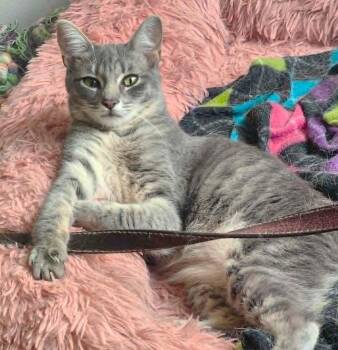 Hailey -  Domestic Short Hair and Tabby Cat for Adoption in Chertsey, Quebec - Hailey | PetCurious