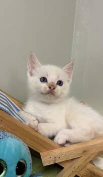 Siamese and Domestic Short Hair Cats Available for Adoption in Picayune, Mississippi - Advil | PetCurious