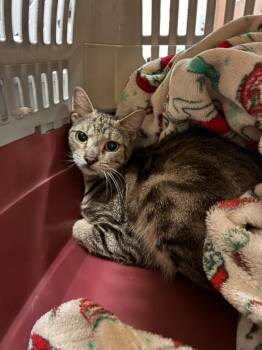 Riley -  Domestic Short Hair Cat for Adoption in Bossier City, Louisiana - Riley | PetCurious