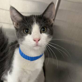Oliver -  Domestic Short Hair Cat for Adoption in Ardmore, Oklahoma - Oliver | PetCurious