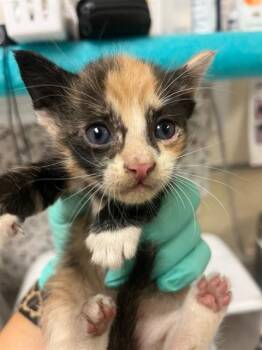 A1934929 -  Domestic Short Hair Cat for Adoption in Riverside, California - A1934929 | PetCurious