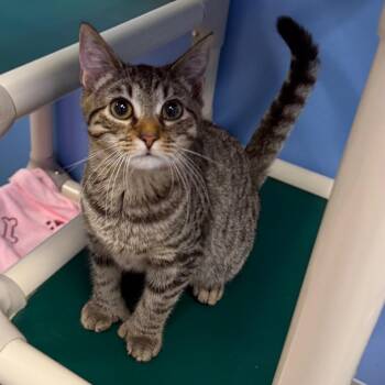 Digit -  Domestic Short Hair Cat for Adoption - Digit | PetCurious