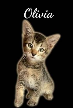 Olivia -  Domestic Short Hair Cat Available for Adoption in Auburn, California - Olivia | PetCurious