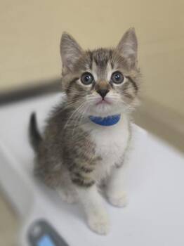 Tyrone -  Domestic Short Hair Cat for Adoption in Westland, Michigan - Tyrone | PetCurious