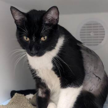 Sapphire -  Domestic Short Hair Cat for Adoption in Prairie Du Chien, Wisconsin - Sapphire | PetCurious