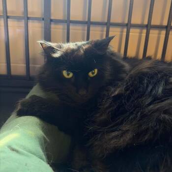 Riley -  Maine Coon and Domestic Long Hair Cat for Adoption in Huntington, New York - Riley | PetCurious
