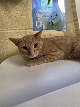 Domestic Short Hair Cats Available for Adoption in Cookeville, Tennessee - CHARLIE | PetCurious