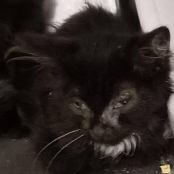 Nyx -  Domestic Long Hair Cat for Adoption in Bentonville, Arkansas - Nyx | PetCurious
