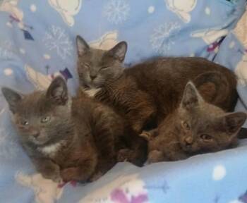 Nester -  Domestic Short Hair Cat for Adoption in Chicago, Illinois - Nester | PetCurious