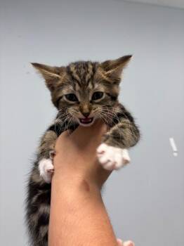 Mizuna -  Domestic Short Hair Cat for Adoption in Bloomington, Indiana - Mizuna | PetCurious