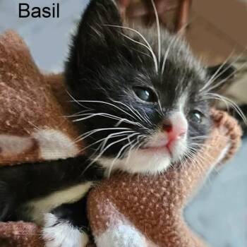Domestic Short Hair Cats Available for Adoption in Waldorf, Maryland - Basil | PetCurious