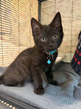 COFFEE CAKE -  Domestic Short Hair Cat for Adoption in Hagerstown, Maryland - COFFEE CAKE | PetCurious