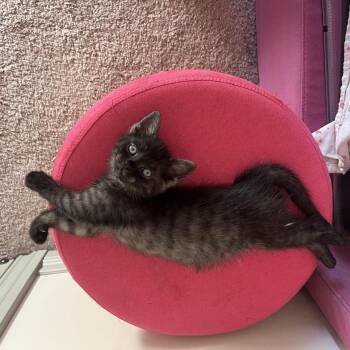 Roc -  Domestic Short Hair Cat for Adoption in Dearborn, Michigan - Roc | PetCurious