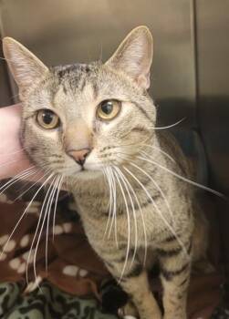 Domestic Short Hair Cats Available for Adoption in West Valley City, Utah - STRING CHEESE | PetCurious