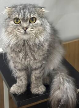 Chadd -  Manx Cat for Adoption in Snow Hill, Maryland - Chadd | PetCurious