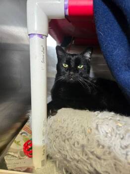 Tinker -  Domestic Short Hair Cat for Adoption in Cincinnati, Ohio - Tinker | PetCurious