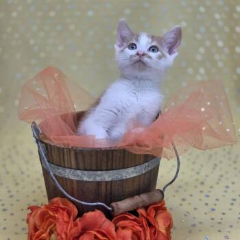Domestic Short Hair Cats Available for Adoption in East St. Louis, Illinois - Thimble-C | PetCurious