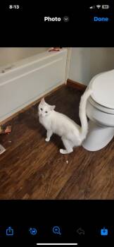 Rescue Domestic Short Hair Cats for Adoption in Morganton, North Carolina - Snow | PetCurious