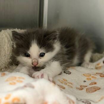 Christobelle -  Domestic Medium Hair and Domestic Short Hair Cat Available for Adoption in League City, Texas - Christobelle | PetCurious
