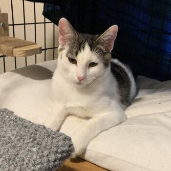Dexter -  Domestic Short Hair Cat for Adoption in Hollister, California - Dexter | PetCurious