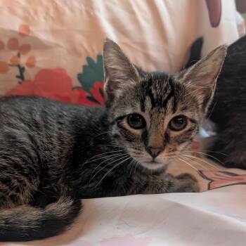 Yancy -  Domestic Short Hair Cat for Adoption in Carmel, Indiana - Yancy | PetCurious