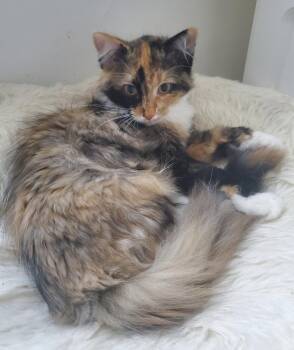 Patchez -  Domestic Medium Hair Cat for Adoption in Walled Lake, Michigan - Patchez | PetCurious