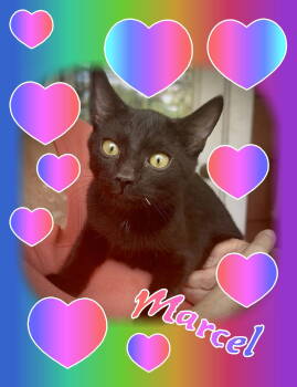 Rescue Domestic Short Hair Cats for Adoption in Piedmont, Missouri - Marcel | PetCurious