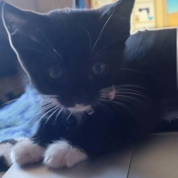 Boots -  Domestic Short Hair Cat for Adoption in Pleasanton, California - Boots | PetCurious