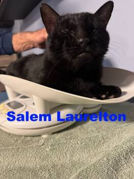 Rescue Domestic Short Hair Cats for Adoption in Westbury, New York - Salem Laurelton | PetCurious