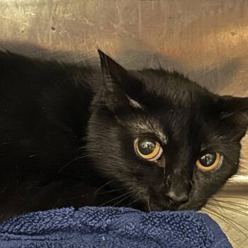 Yoko -  Domestic Short Hair Cat for Adoption in Chattanooga, Tennessee - Yoko | PetCurious