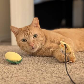 Chicken Nugget -  Domestic Short Hair Cat for Adoption in Denver, Colorado - Chicken Nugget | PetCurious
