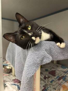 Mylo -  Domestic Short Hair Cat for Adoption in Raleigh, North Carolina - Mylo | PetCurious