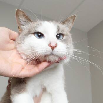 Luna C69325 -  Domestic Short Hair Cat for Adoption in Minnetonka, Minnesota - Luna C69325 | PetCurious