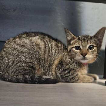 Ava -  Domestic Short Hair Cat for Adoption in Bismarck, North Dakota - Ava | PetCurious