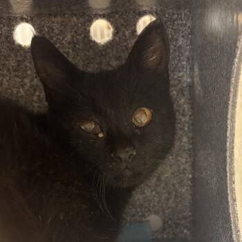 Venus -  Domestic Short Hair Cat for Adoption in Salt Lake City, Utah - Venus | PetCurious