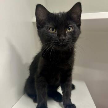 Ziva -  Domestic Short Hair Cat for Adoption in Saint Joseph, Missouri - Ziva | PetCurious