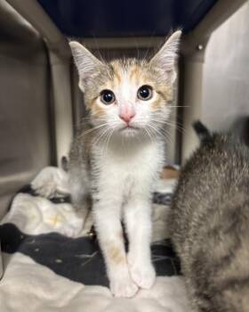 Dilly (with Jimmy) -  Domestic Short Hair Cat for Adoption in Richmond, Virginia - Dilly (with Jimmy) | PetCurious