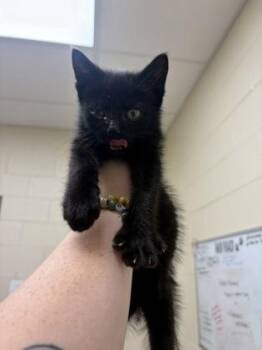 Domestic Short Hair Cats Available for Adoption in Westland, Michigan - Lunch Meat | PetCurious