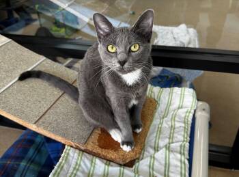 Domestic Short Hair Cats Available for Adoption in Lake Dallas, Texas - Sly | PetCurious