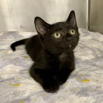 Kansas -  Domestic Short Hair Cat for Adoption in Beaumont, Texas - Kansas | PetCurious