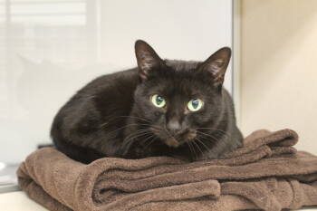 Rescue Domestic Short Hair Cats for Adoption in Houston, Texas - Delilah | PetCurious