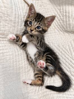 Felix -  Domestic Short Hair Cat for Adoption in Stamford, Connecticut - Felix | PetCurious