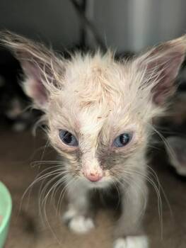DANIEL -  Domestic Short Hair Cat for Adoption in Dallas, Texas - DANIEL | PetCurious