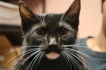 PEACHES -  Domestic Short Hair Cat for Adoption in Columbia, South Carolina - PEACHES | PetCurious