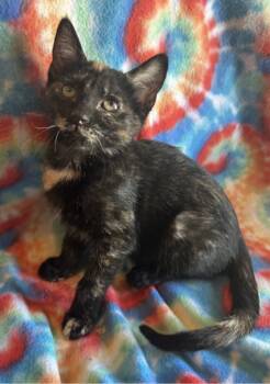 Rescue Domestic Short Hair Cats for Adoption in Millcreek, Utah - Maple | PetCurious