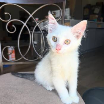 Tornado -  Domestic Short Hair Cat for Adoption in Waxhaw, North Carolina - Tornado | PetCurious